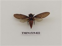 藏品(黑翅蟬)的圖片